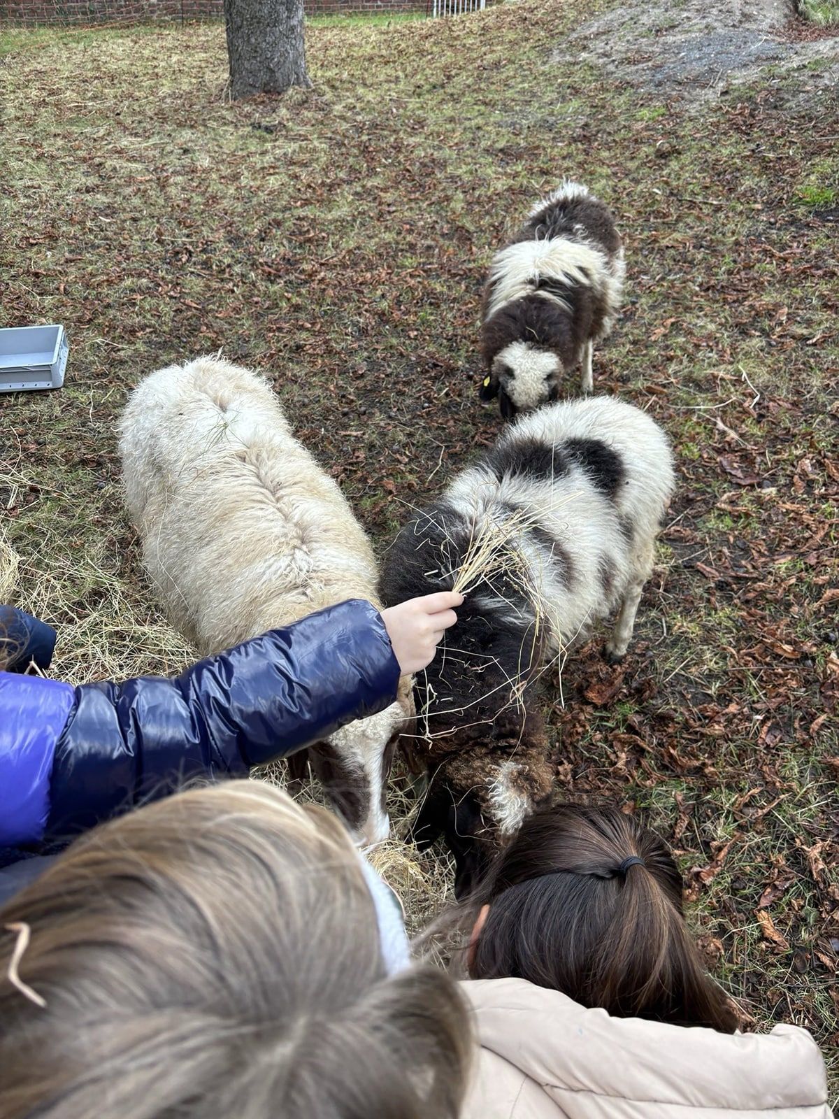 Kinder füttern Schafe