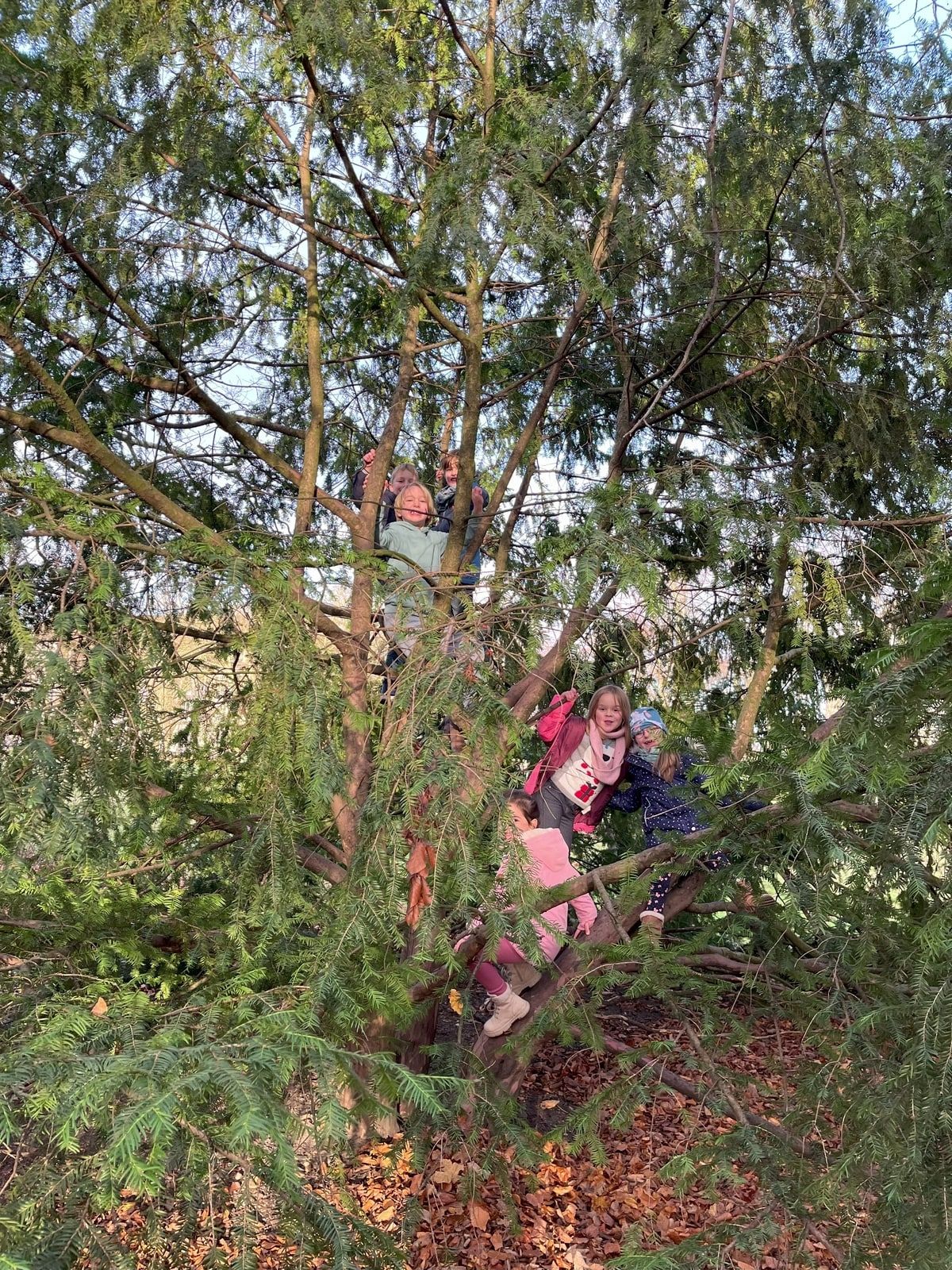 Kinder sitzen in einem Baum