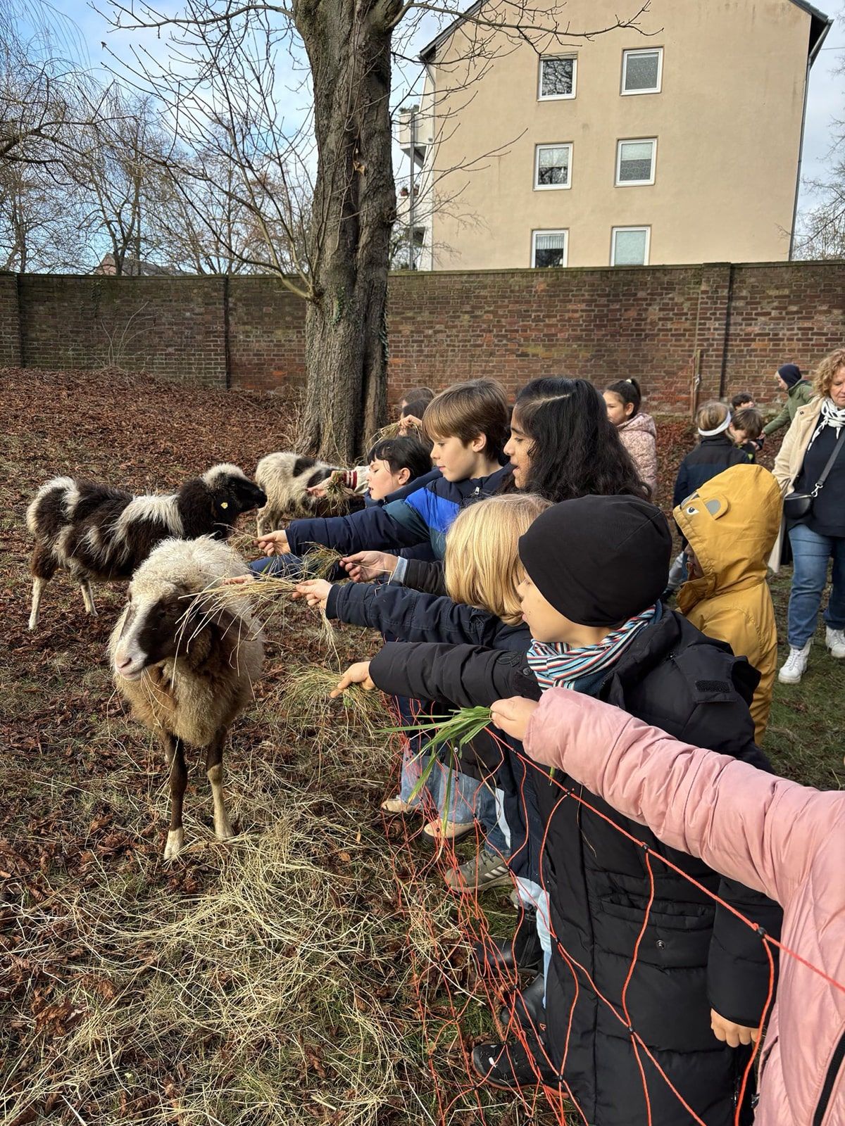 Kinder füttern Schafe