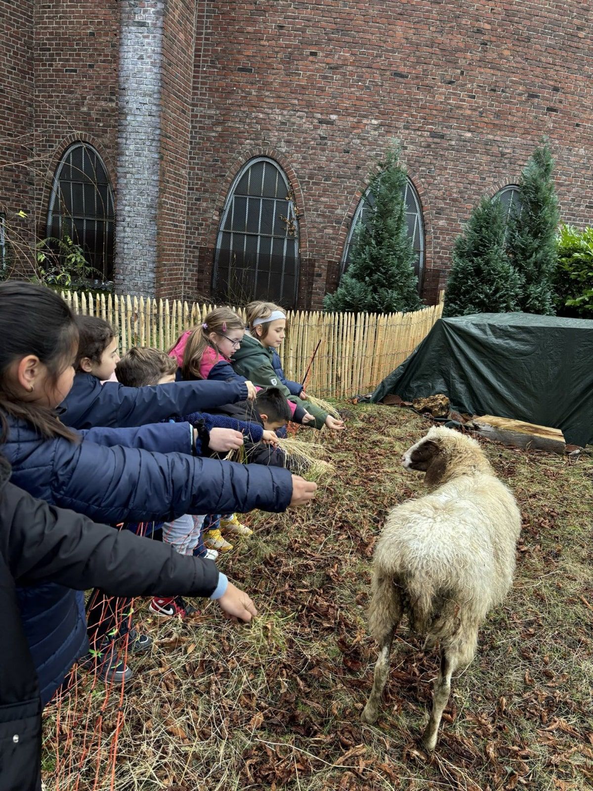 Kinder füttern ein Schaf