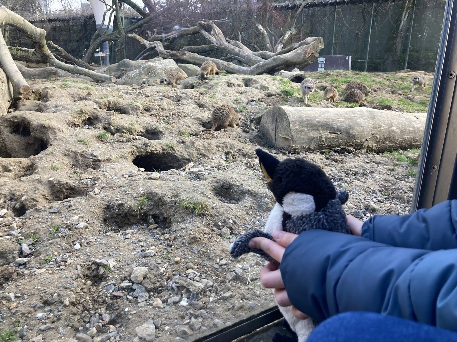 Pinguine, Robben und Otter besuchen die Zooschule - 1