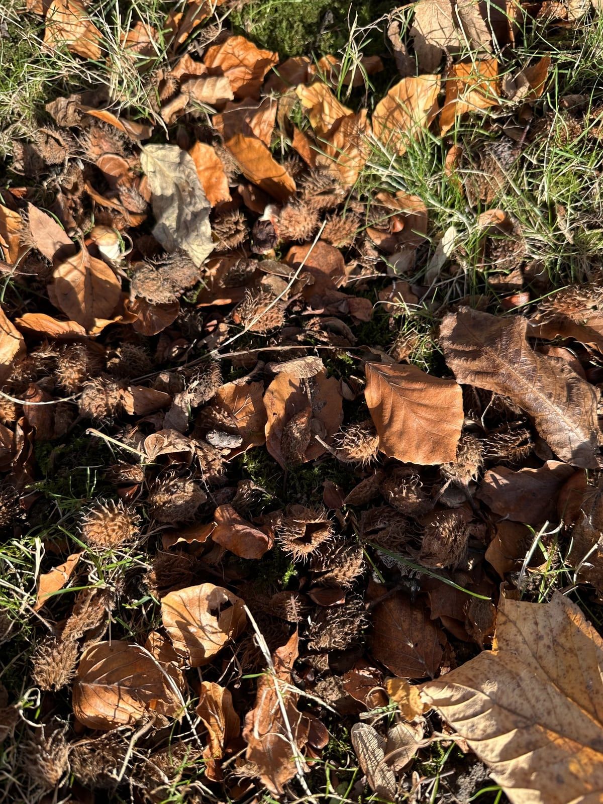 Herbstlauf auf dem Boden