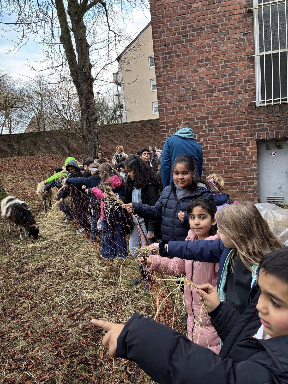 Kinder füttern Schafe